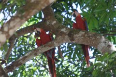 23-Red macaws